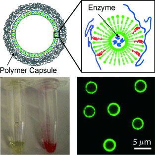 Enzyme-equipped liposomes embedded in polymer capsules as a novel biomedical transport system