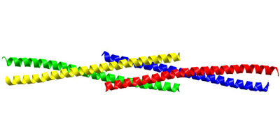 When four Homer protein monomers interact, they form a long tail-to-tail tetramer