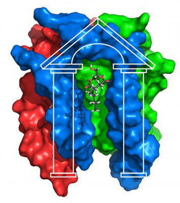 >Structure of Diacylglycerol Kinase