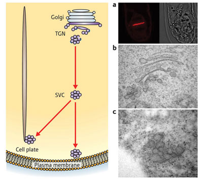 >Secretory vesicle clusters (SVCs) emerge from the Golgi apparatus in plant cells