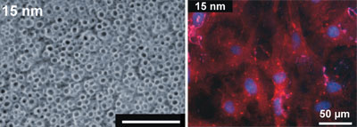 >A zirconium oxide nanosurface and a similar surface coated with mesenchymal stem cells