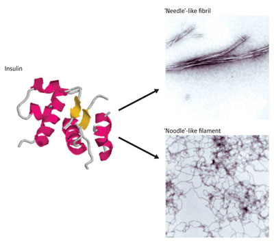 >Structural differences of the insulin protein