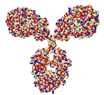 a protein molecule