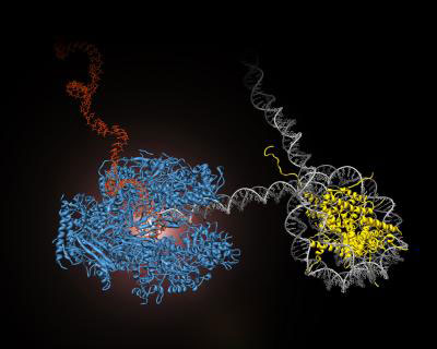 RNA polymerase II (blue) performs the first step of gene expression by moving along the cell's DNA (gray) and transcribing it into messenger RNA (red)