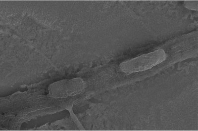 Scanning electron micrograph shows rod shaped Zymomonas mobilis