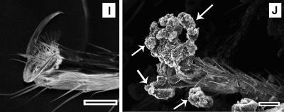 Microscopy shows a clean foot and leg of a fruit fly (left), and a foot and leg covered with carbon nanostructures (arrows)