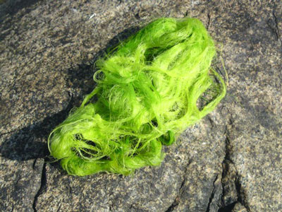 Cladophora algae
