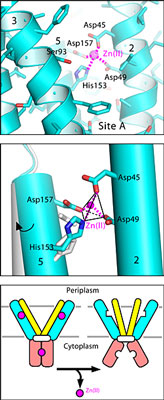Atomic details of zinc binding to the zinc transporter protein, known as YiiP