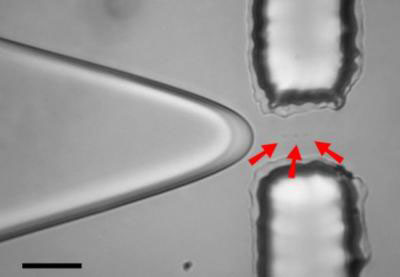 Water flows through a microfluidic channel, roughly 35 microns wide, and enters a narrow constriction where it breaks up into droplets