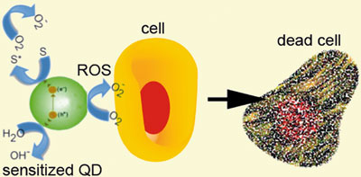 A scheme of a quantum dot producing reactive oxygen species and killing a cell