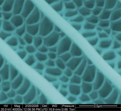 Microscopic image of a butterfly wing.