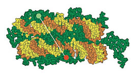 The DNA double strand (yellow and orange) is wrapped around a histone complex (green) consisting of eight subunits