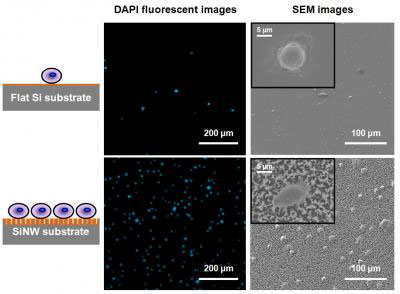 Fluorescence micrographs and SEM images show how more cancer cells were captured on the silicon nanopillar (SiNP) substrate compared to the flat substrate