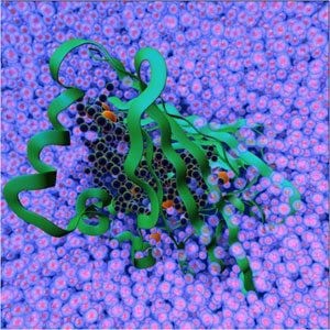 molecular dynamics simulation showing a protein (center) embedded in water
