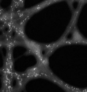 platinum particles (white dots) and their locations on carbon nanotubes and DNA strands