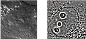 Images of a cell nucleus