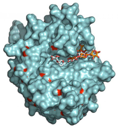 Three-dimensional structure of the Xyn10B enzyme, with a xylan substrate at its active centre