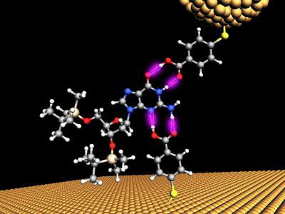 As a single chemical base of DNA (blue atoms) passes through a tiny, 2.5nm gap between two gold electrodes (top and bottom), it momentarily sticks to the electrodes (purple bonds) and a small increase in the current is detected