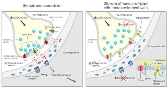 Neurotoxins of cone snails and spiders block neurotransmission and chronic pain