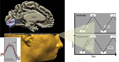 The human brain processes predictable sensory input in a particularly efficient manner