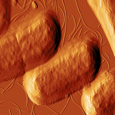 This image, taken with atomic force microscopy, shows E. coli bacteria after they have been exposed to the antimicrobial peptide CM15. The peptides have begun destroying the bacteria’s cell walls. 