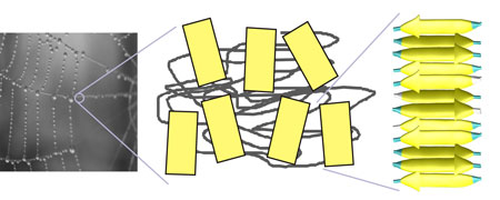 Structure of silk. The yellowish regions are the key cross-linking domains in silk, beta-sheet crystals