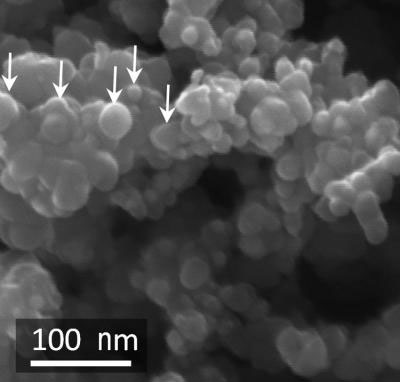 This scanning electron micrograph shows carbon-coated silicon nanoparticles on the surface of the composite granules used to form the new anode.