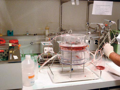 Both the mother’s circulatory system and that of the fetus can be maintained for several hours in the laboratory.