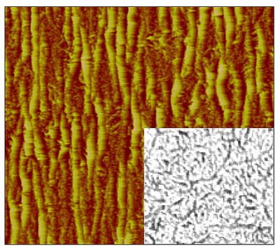 This atomic-force microscopy image shows wrinkling in a single-wall carbon nanotube membrane