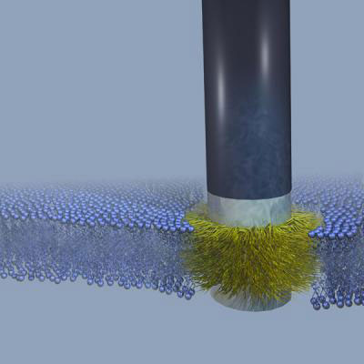 'Stealth' Probe Emplaced in Membrane