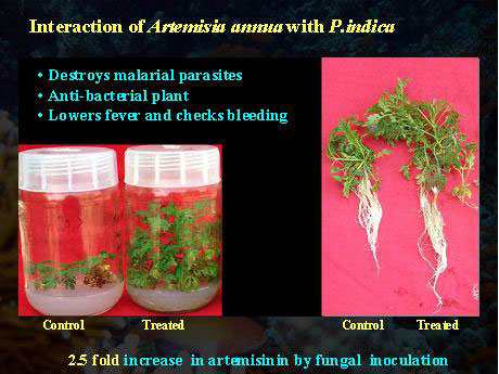 Interaction of Artemisia annua with P. indica