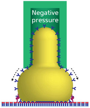Schematic representation of a micropipette (green) used to measure the adhesion of a cell (yellow) to a substrate (light blue)