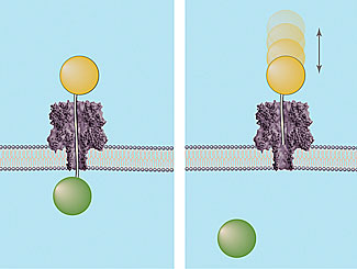 DNA strands of known lengths topped by a polymer cap (orange sphere) being driven through the nanopore