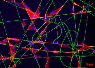 Menschliche Hautzellen die an funktionalisierten Mikrofasern anbinden