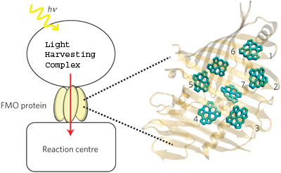 his schematic shows the absorption of light by a light harvesting complex and the transport of the resulting excitation energy to the reaction center through the FMO protein