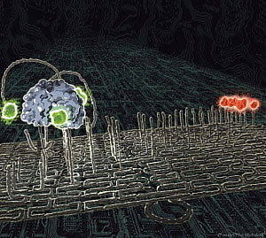 A molecular nanorobot dubbed a 'spider' and labeled with green dyes traverses a substrate track built upon a DNA origami scaffold