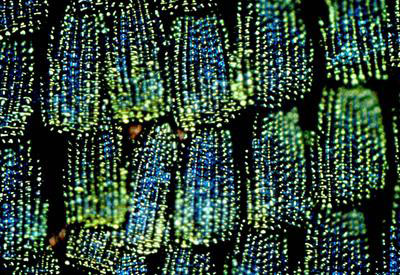 The bright green wings of the P. blumei butterfly result from the mixing of the different colors of light that are reflected from different regions of the scales found on the wings of these butterflies