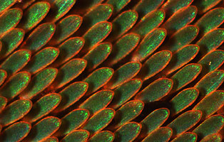 The vivid green color of the scales of this Papilionid butterfly are produced by optically efficient single gyroid photonic crystals.
