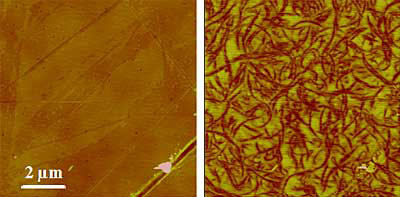 Electric force microscopy can be used to detail structures well below the surface
