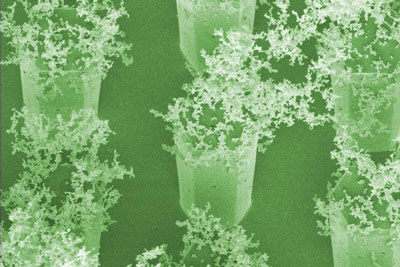 Beispiel für Nanodetektoren der nächsten Generation: Kohlenstoff-Nanopartikel auf Sammler-Stäbchen aus Silizium