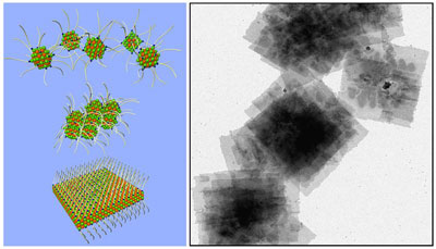 Schema von einzelnen Nanokristallen die durch Selbstorganisation in zweidimensionale Strukturen verschmelzen