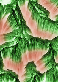 Bicolor nanoneedles seen from an angle. The high porosity segment is red and low porosity segment is green. The grass-like flexibility of the nanowires allows the tips to join