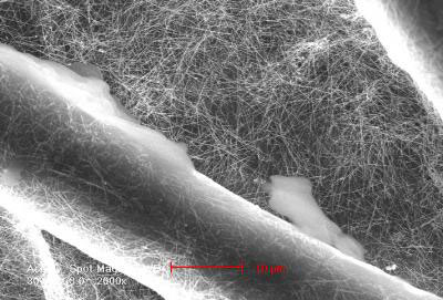 This scanning electron microscope image shows the silver nanowires in which the cotton is dipped during the process of constructing a filter. The large fibers are cotton.