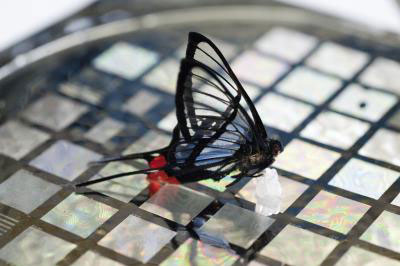 The sensor is sensitive enough to easily detect this Peruvian butterfly (Chorinea faunus) with transparent wings and red-tipped tails, positioned on a sheet of the sensors