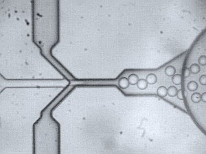 A microscopy image of a new type of microfluidic device that can produce microdroplets of a specific size by modifying the geometry of a stepwise flow-focusing junction
