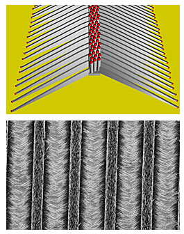 single row of nanowires (cylinders with red tops) with fin-shaped nanowalls extending outward