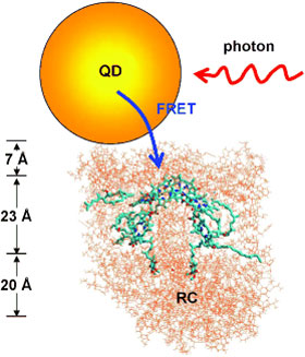 Quantum dots tagged with photosynthetic reaction centers
