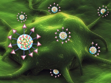 Drug-carrying nanoparticles are decorated with tags that bind to molecules found on the surface of tumor cells