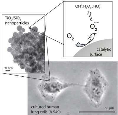 Metal nanoparticle uptake of human lung cells