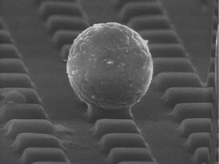 A ball of unknown particles on a lithographically patterned elastomer surface